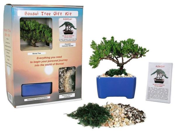 bonsai kit christmas gift 2014